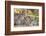 Lion cubs (Panthera leo) in the Kalahari, Kgalagadi Transfrontier Park, Northern Cape, South Africa-Ann and Steve Toon-Framed Photographic Print