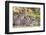 Lion cubs (Panthera leo) in the Kalahari, Kgalagadi Transfrontier Park, Northern Cape, South Africa-Ann and Steve Toon-Framed Photographic Print