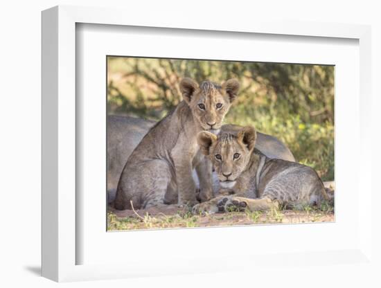 Lion cubs (Panthera leo) in the Kalahari, Kgalagadi Transfrontier Park, Northern Cape, South Africa-Ann and Steve Toon-Framed Photographic Print