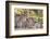 Lion cubs (Panthera leo) in the Kalahari, Kgalagadi Transfrontier Park, Northern Cape, South Africa-Ann and Steve Toon-Framed Photographic Print