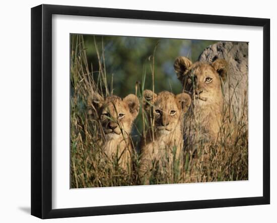 Lion Cubs, Panthera Leo, Kruger National Park, South Africa, Africa-Ann & Steve Toon-Framed Photographic Print