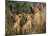 Lion Cubs, Panthera Leo, Kruger National Park, South Africa, Africa-Ann & Steve Toon-Mounted Photographic Print