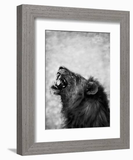 Lion Displaying Dangerous Teeth-Donvanstaden-Framed Premium Giclee Print