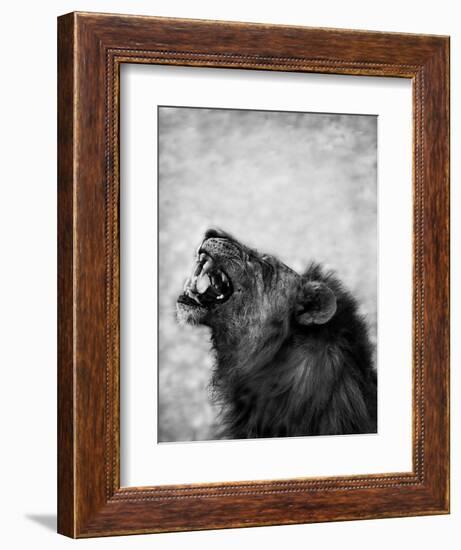 Lion Displaying Dangerous Teeth-Donvanstaden-Framed Premium Giclee Print