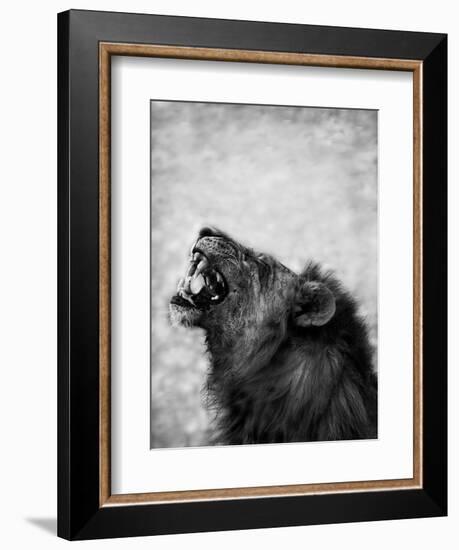 Lion Displaying Dangerous Teeth-Donvanstaden-Framed Premium Giclee Print