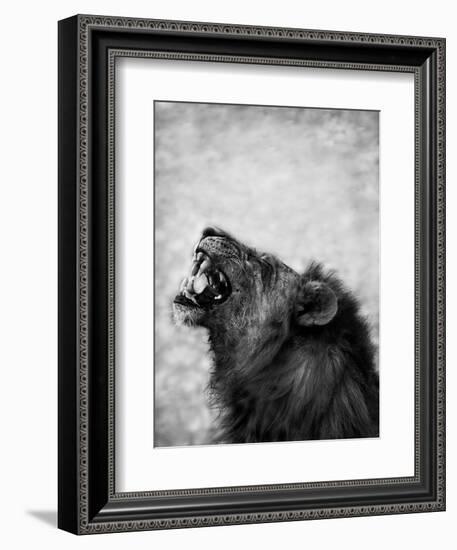 Lion Displaying Dangerous Teeth-Donvanstaden-Framed Premium Giclee Print