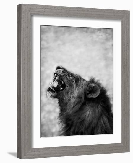 Lion Displaying Dangerous Teeth-Donvanstaden-Framed Art Print