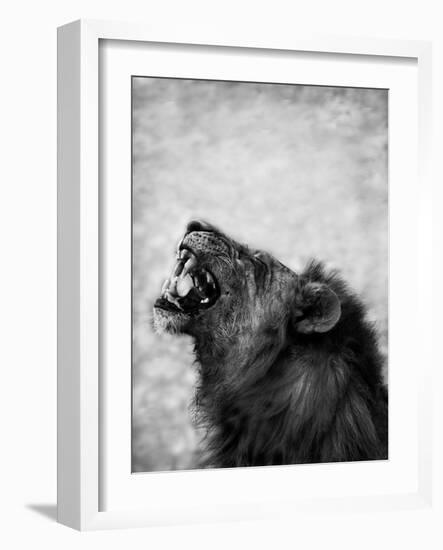 Lion Displaying Dangerous Teeth-Donvanstaden-Framed Art Print