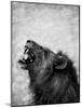 Lion Displaying Dangerous Teeth-Donvanstaden-Mounted Art Print