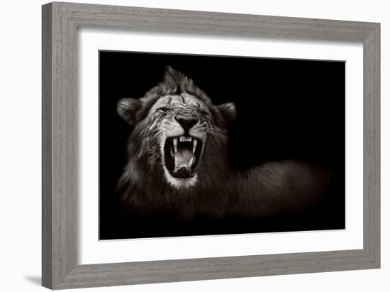 Lion Displaying Dangerous Teeth-Donvanstaden-Framed Art Print