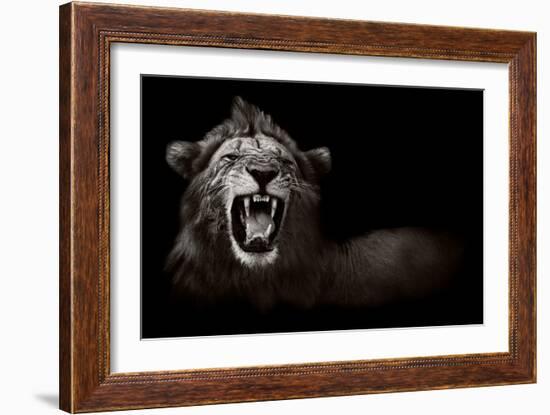 Lion Displaying Dangerous Teeth-Donvanstaden-Framed Art Print