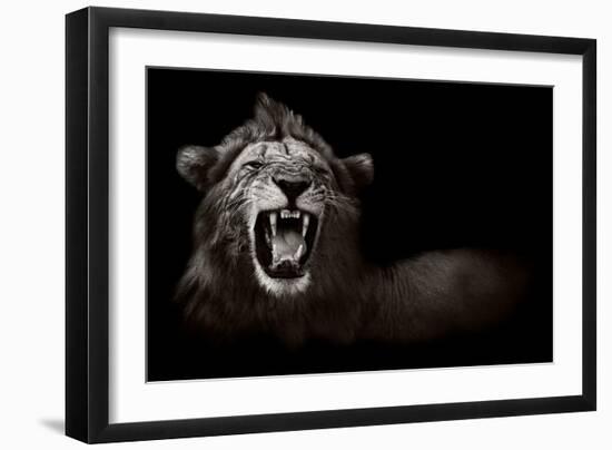 Lion Displaying Dangerous Teeth-Donvanstaden-Framed Art Print