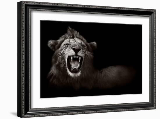 Lion Displaying Dangerous Teeth-Donvanstaden-Framed Art Print