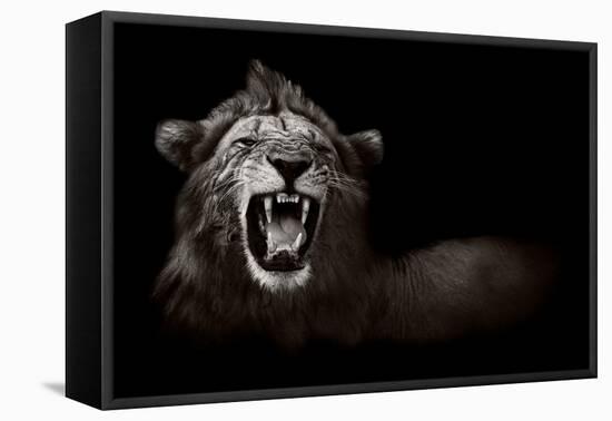 Lion Displaying Dangerous Teeth-Donvanstaden-Framed Stretched Canvas