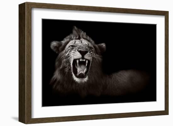 Lion Displaying Dangerous Teeth-Donvanstaden-Framed Premium Giclee Print