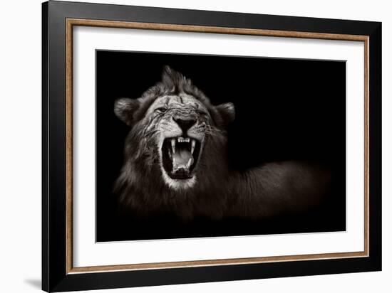 Lion Displaying Dangerous Teeth-Donvanstaden-Framed Premium Giclee Print