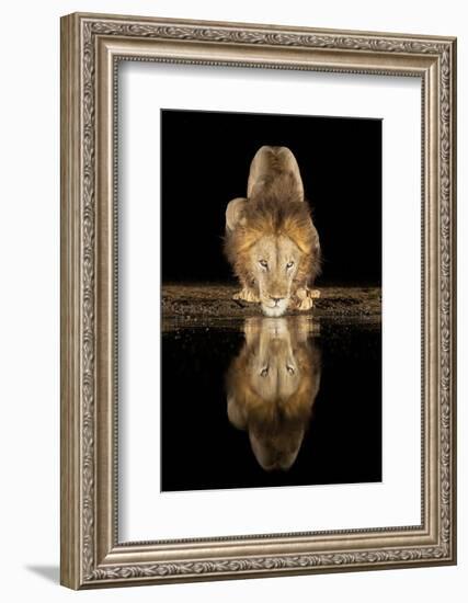 Lion Drinking at Night-Joan Gil Raga-Framed Photographic Print