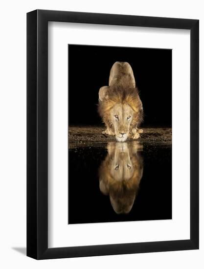 Lion Drinking at Night-Joan Gil Raga-Framed Photographic Print