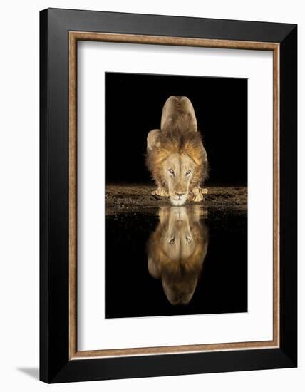 Lion Drinking at Night-Joan Gil Raga-Framed Photographic Print