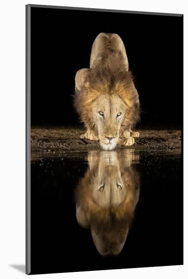 Lion Drinking at Night-Joan Gil Raga-Mounted Photographic Print