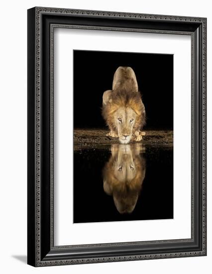 Lion Drinking at Night-Joan Gil Raga-Framed Photographic Print