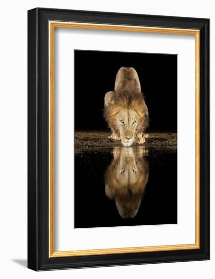 Lion Drinking at Night-Joan Gil Raga-Framed Photographic Print