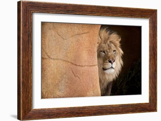 Lion Emerging-captive-Steve Gadomski-Framed Photographic Print