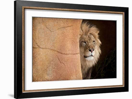 Lion Emerging-captive-Steve Gadomski-Framed Photographic Print