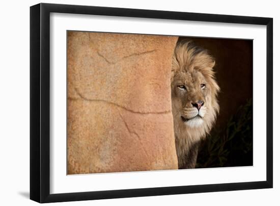 Lion Emerging-captive-Steve Gadomski-Framed Photographic Print