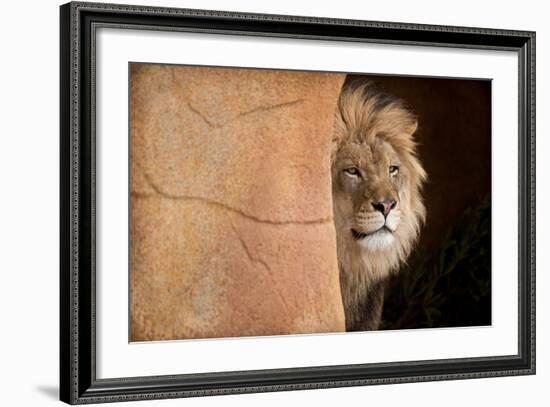 Lion Emerging-captive-Steve Gadomski-Framed Photographic Print