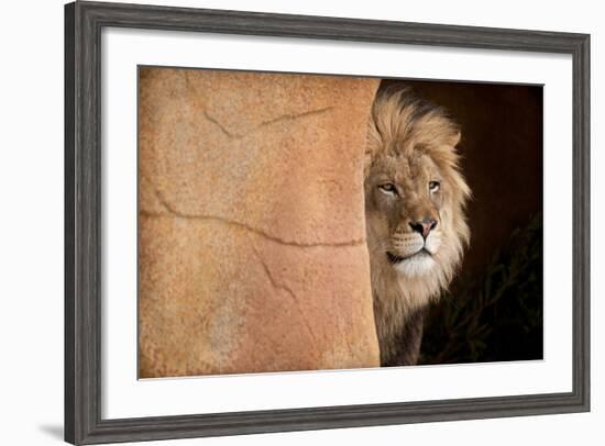 Lion Emerging-captive-Steve Gadomski-Framed Photographic Print