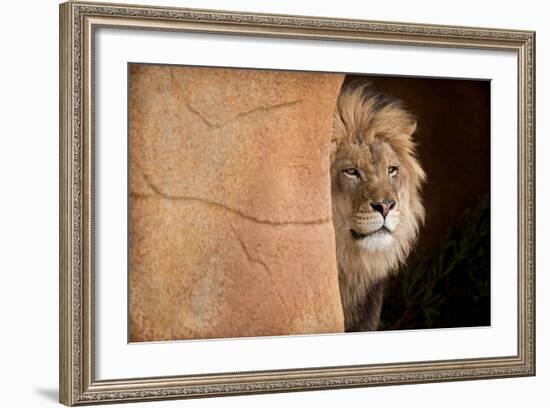 Lion Emerging-captive-Steve Gadomski-Framed Photographic Print