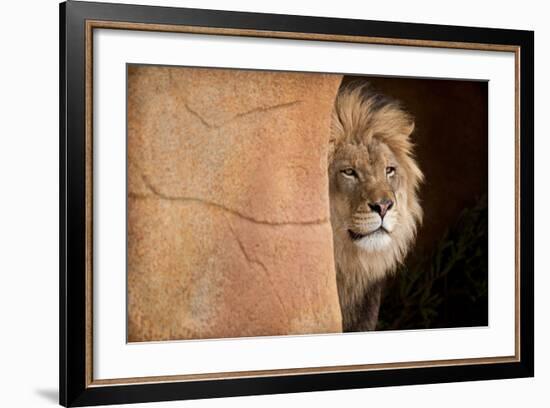Lion Emerging-captive-Steve Gadomski-Framed Photographic Print