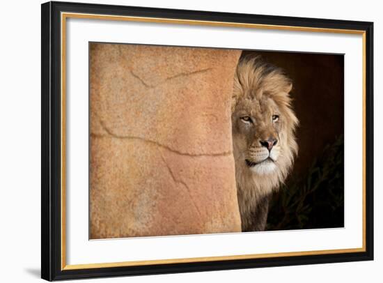 Lion Emerging-captive-Steve Gadomski-Framed Photographic Print