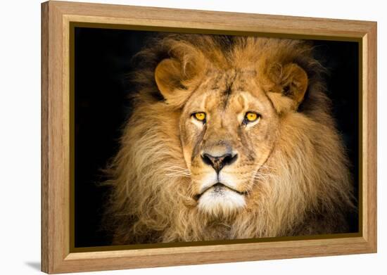 Lion Face-Lantern Press-Framed Stretched Canvas