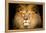 Lion Face-Lantern Press-Framed Stretched Canvas