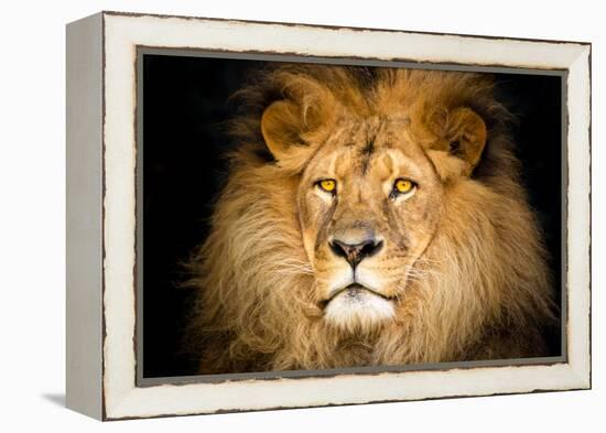 Lion Face-Lantern Press-Framed Stretched Canvas