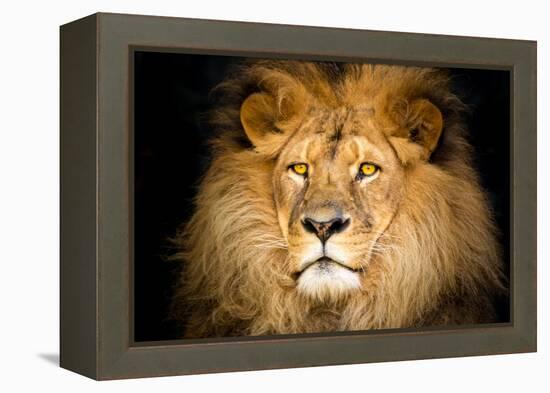 Lion Face-Lantern Press-Framed Stretched Canvas