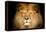 Lion Face-Lantern Press-Framed Stretched Canvas