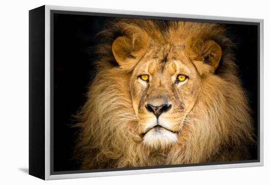 Lion Face-Lantern Press-Framed Stretched Canvas