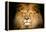 Lion Face-Lantern Press-Framed Stretched Canvas