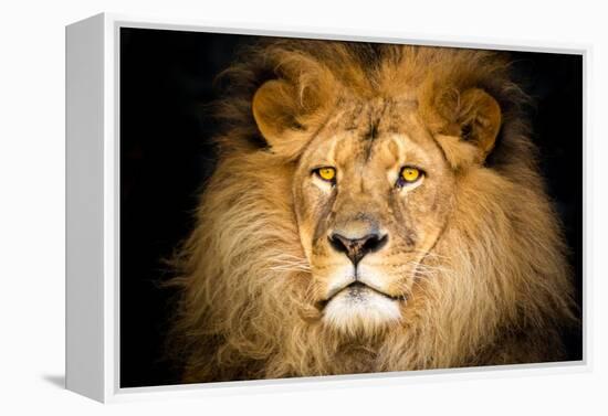 Lion Face-Lantern Press-Framed Stretched Canvas