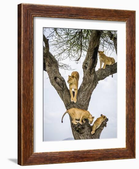 Lion family resting in tree, Serengeti, Tanzania-Sandesh Kadur-Framed Photographic Print