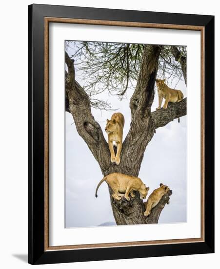 Lion family resting in tree, Serengeti, Tanzania-Sandesh Kadur-Framed Photographic Print