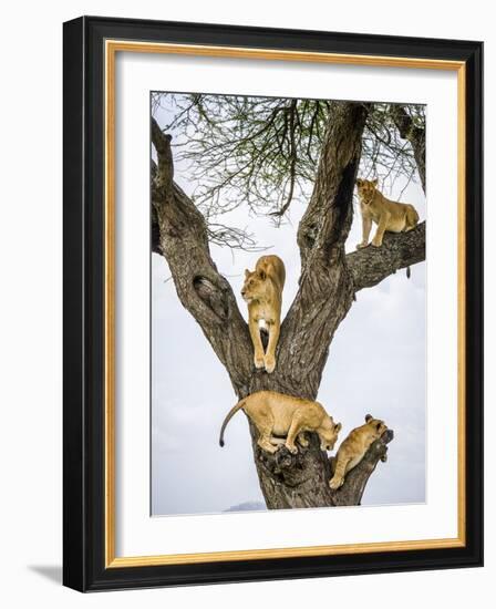 Lion family resting in tree, Serengeti, Tanzania-Sandesh Kadur-Framed Photographic Print