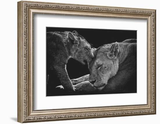 Lion family-Vedran Vidak-Framed Photographic Print