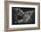 Lion family-Vedran Vidak-Framed Photographic Print