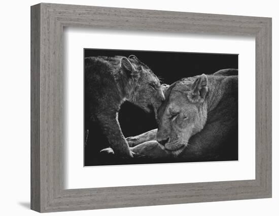 Lion family-Vedran Vidak-Framed Photographic Print