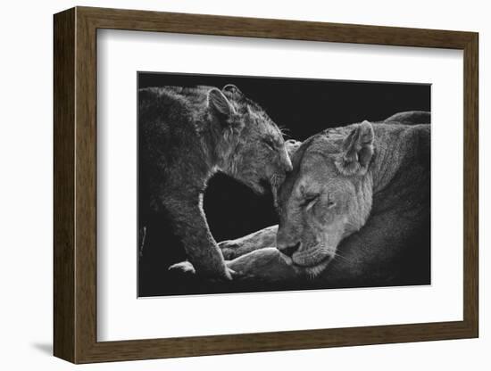 Lion family-Vedran Vidak-Framed Photographic Print