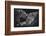 Lion family-Vedran Vidak-Framed Photographic Print